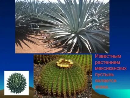 Растения растущие в северной америке