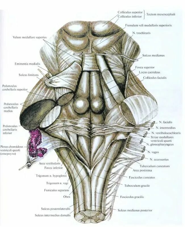 Средние ножки мозжечка. Варолиев мост анатомия. Варолиев мост строение. Варолиев мост строение анатомия. Внутренние строение варолиевого моста.