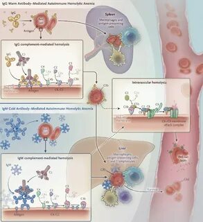 Объясните значение тэ и производящих основ haemolysis