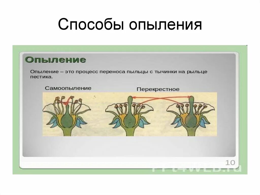 Какие способы опыления. Способы опыления. Способы опыления растений. Способ опыления картофеля. Способ опыления у цветков картофеля.