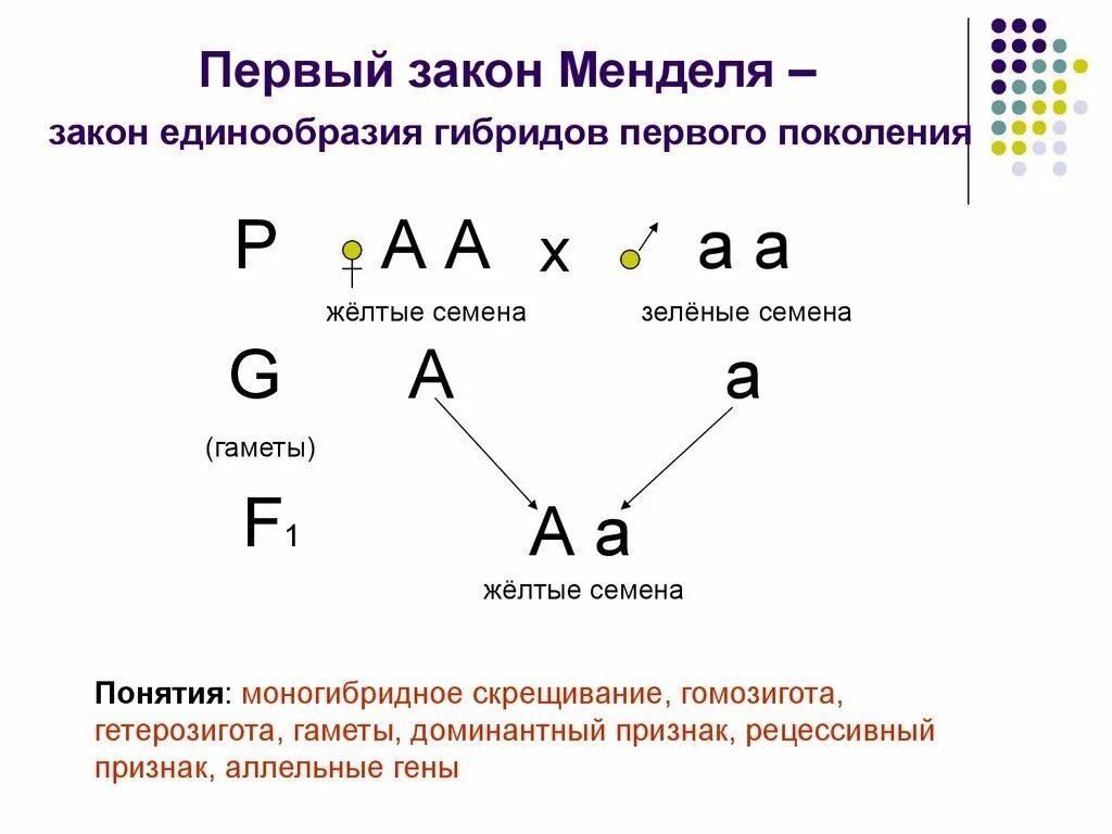 Независимое наследование признаков сколько типов гамет. 1 Закон Менделя схема. Первый закон Менделя закон единообразия гибридов первого поколения. Схема скрещивания 1 закон Менделя. Генетические задачи на 1 и 2 закон Менделя с решением.