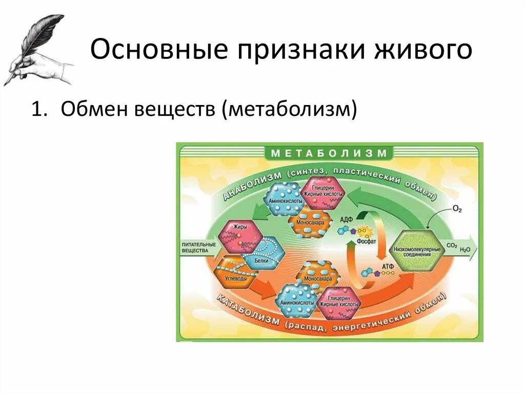 Признаки обмена веществ у живых организмов. Обмен веществ свойство живого. Основной признак живого организма обмен веществ и. Существенные признаки всего живого.