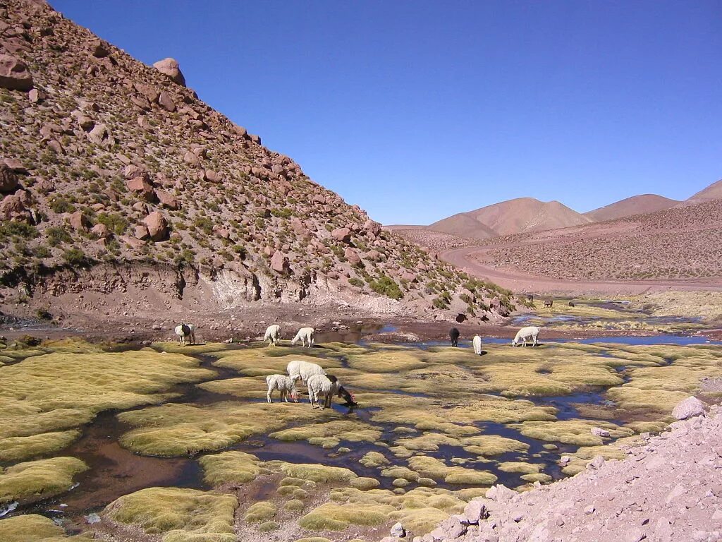 10 самых больших пустынь в мире. Оазис в пустыне Атакама. Перу, пустыня Атакама, Оазис Huacachina. Река Антофагаста. Пустыня дьявола Аргентина.