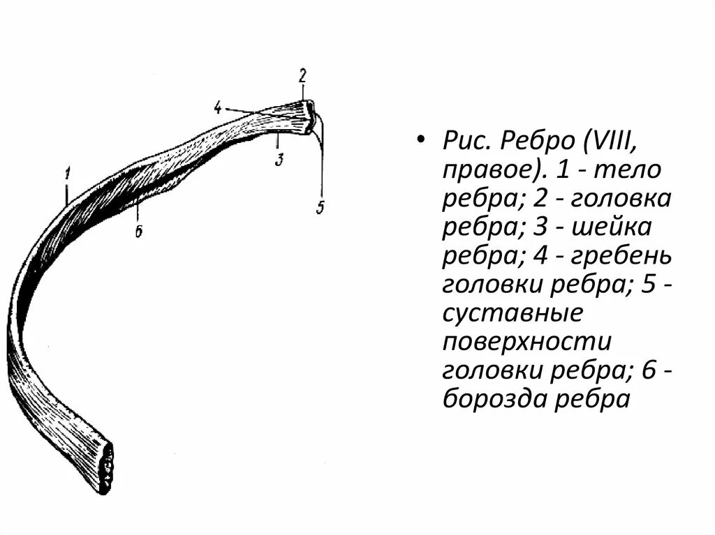 Рёбра человека строение рисунок. Строение ребер вид сбоку. Строение ребра анатомия. Строение первого ребра человека анатомия. Верхний край ребра