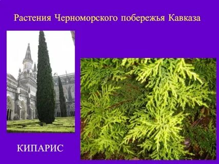 Растительный и животный мир черноморского побережья