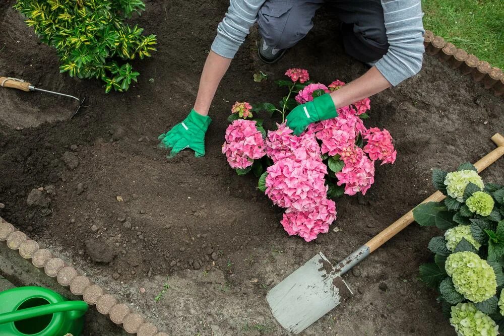 Как сделать кислую почву для гортензии. Мульчирование гортензии. Пересаживание гортензии садовой.