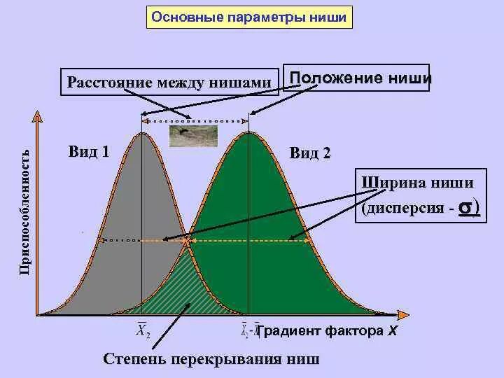 Фундаментальная экологическая ниша. Перекрывание экологических ниш. Реализованная и потенциальная экологические ниши. Фундаментальная и реализованная ниши. Потенциальная ниша