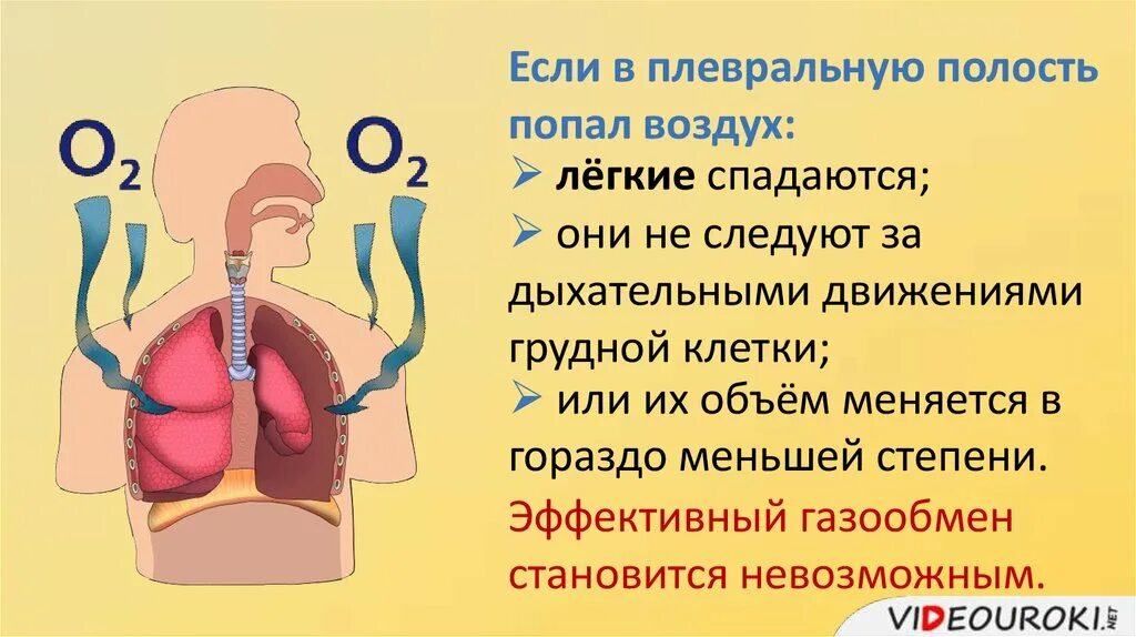 Попадание воздуха в полость. Газообмен анатомия. Дыхательные движения газообмен в легких и тканях. Строение легких газообмен в легких и тканях.