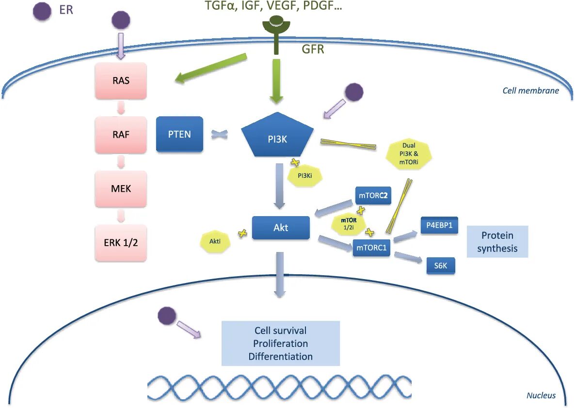 Pi3k Akt MTOR Pathway. Сигнальный путь pi3k/Akt/MTOR. Pi3k/Akt. Мишень MTOR. 3.3 k