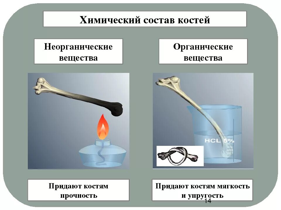 Какое свойство придают костям минеральные вещества. Химический состав кости эксперимент. Химический состав Косте. Органические и неорганические вещества кости. Химический состав костей опыт.