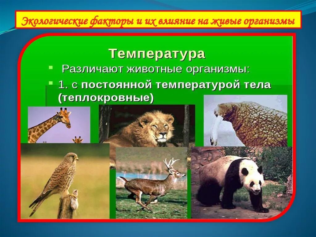 Пища какой экологический фактор. Влияние на живые организмы. Экологические факторы живых организмов. Экологические факторы животных. Влияние температуры на растения и животных.