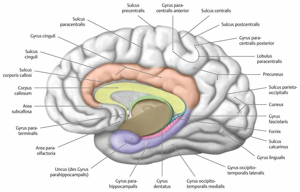 Зубчатая извилина гиппокампа. Gyrus parahippocampalis анатомия. Gyrus Fornicatus - сводчатая извилина. Извилины гиппокампа анатомия. Воспаление головного мозга латынь