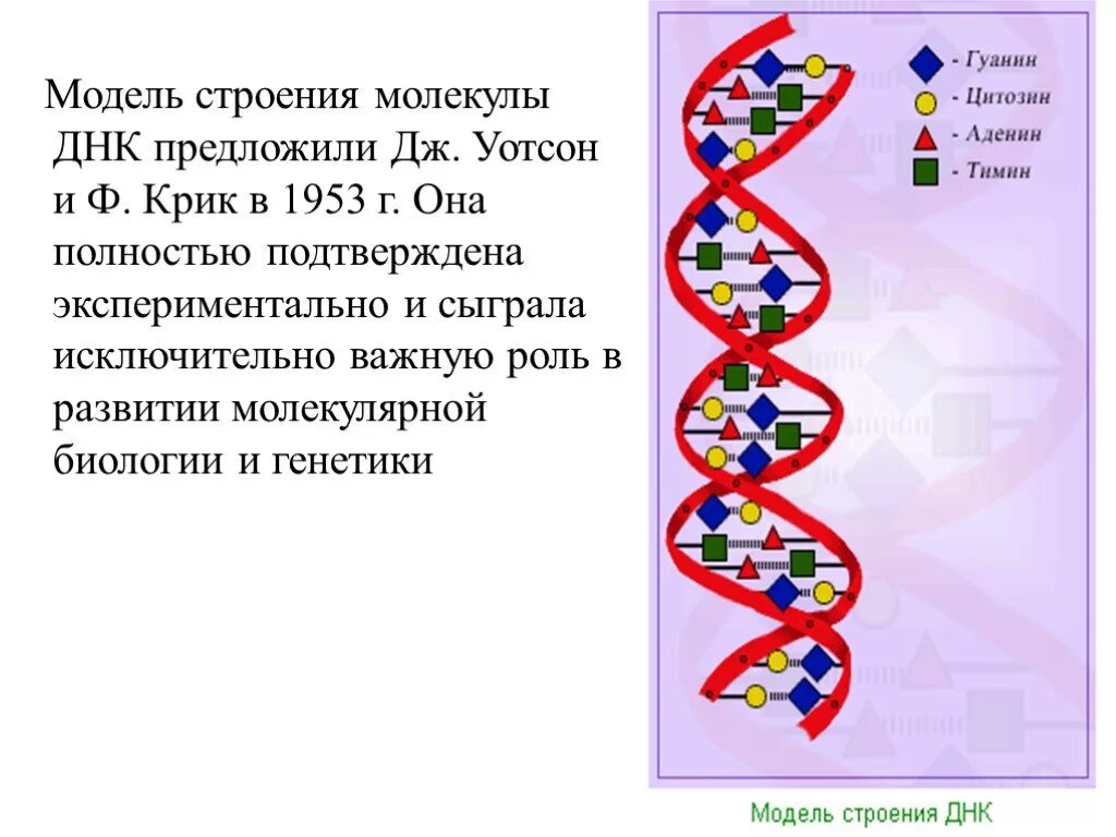 Модель ДНК по Уотсону и крику. Модель молекулы ДНК Уотсона и крика. Строение ДНК модель Уотсона крика. Молекула ДНК Уотсон и крик. Значение молекул днк