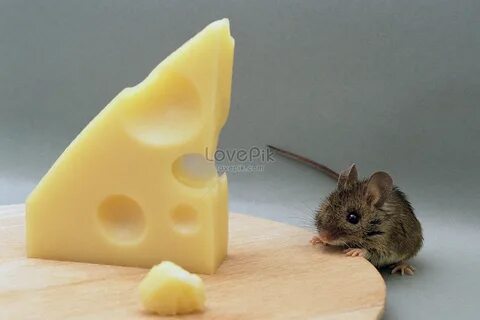 Мышь съедает приманку