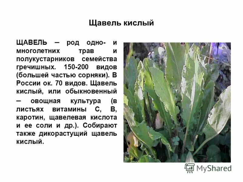 щавель лекарственное растение. щавель описание растения. доклад про щавель. щавель это растение или нет. конский щавель на что полезен.