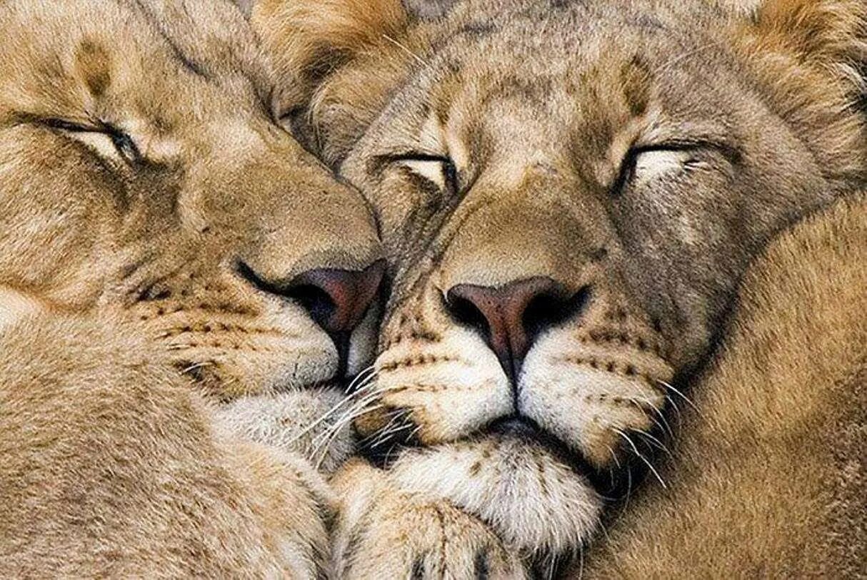 Скучаю лев. Лев и львица. Нежность животных. Львы обнимаются. Животные парочки.