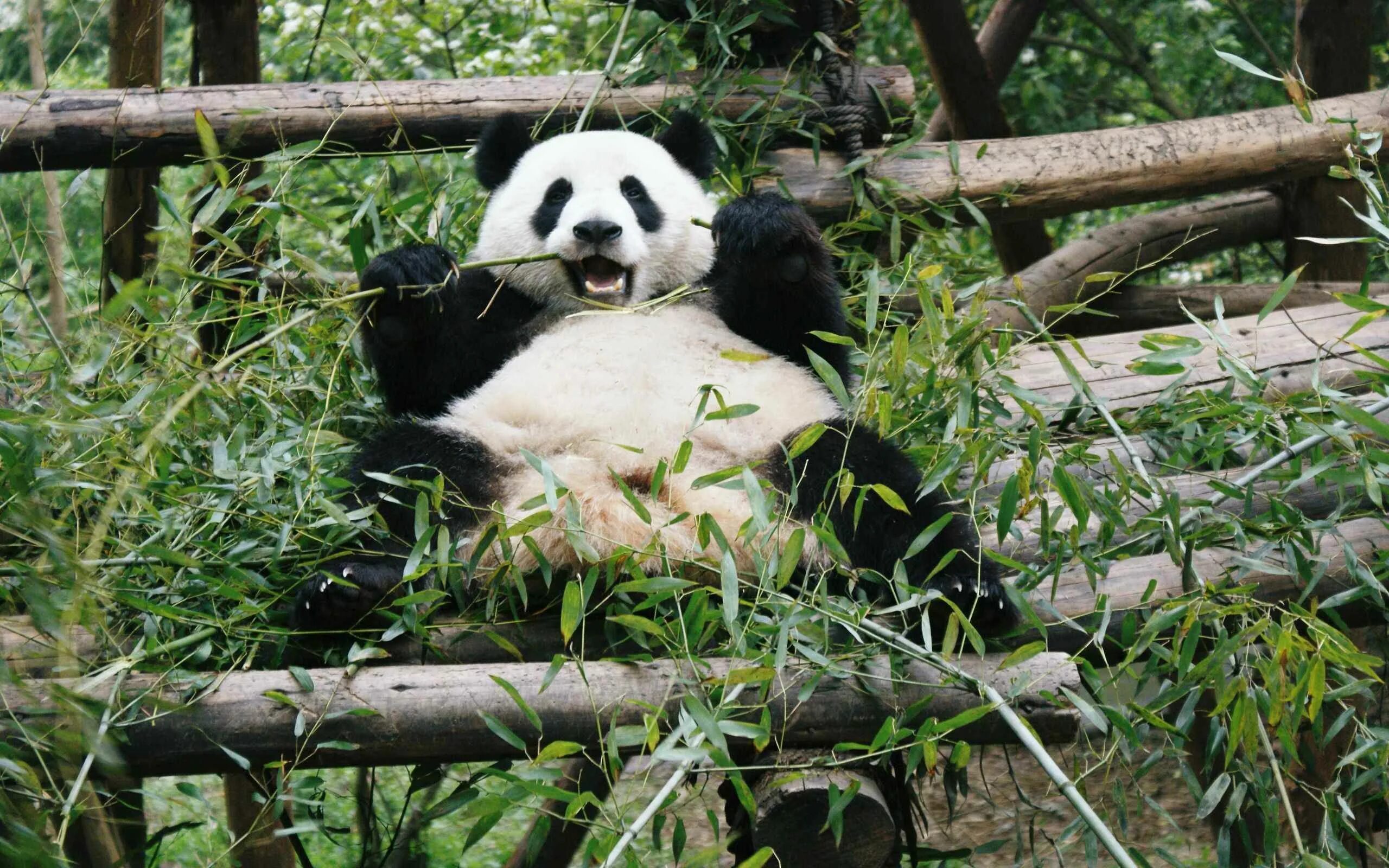 Живая панда цена в россии. Бамбу Панда. Обои с бамбуком и пандами. Панда на бамбуке. Медведь Панда.