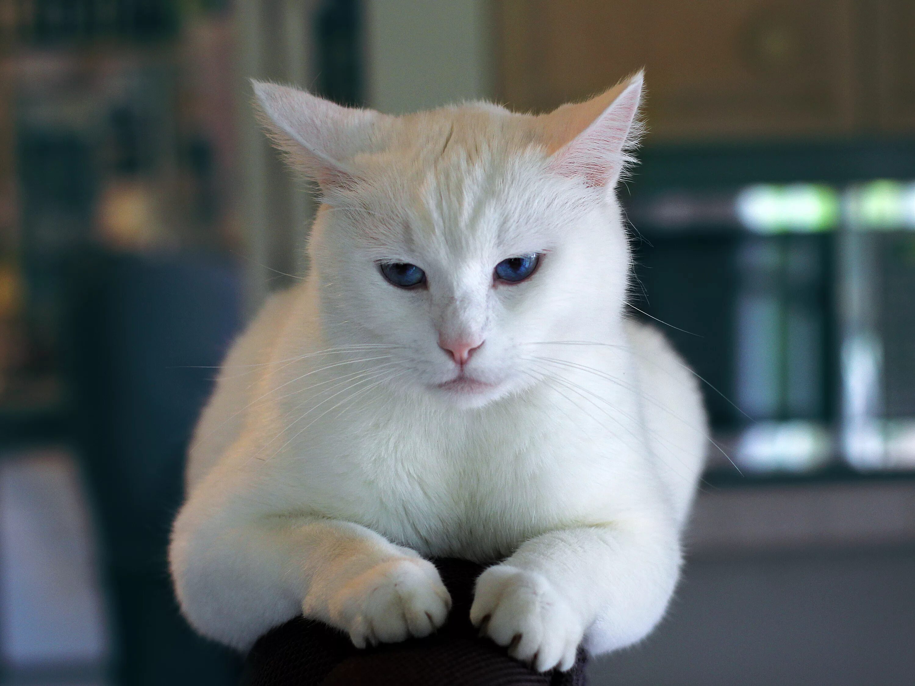 Белые кошечки картинки. Бурмилла кошка. Бурмилла короткошерстная Синеглазый. Бурмилла голубая. Бурмилла голубоглазая.