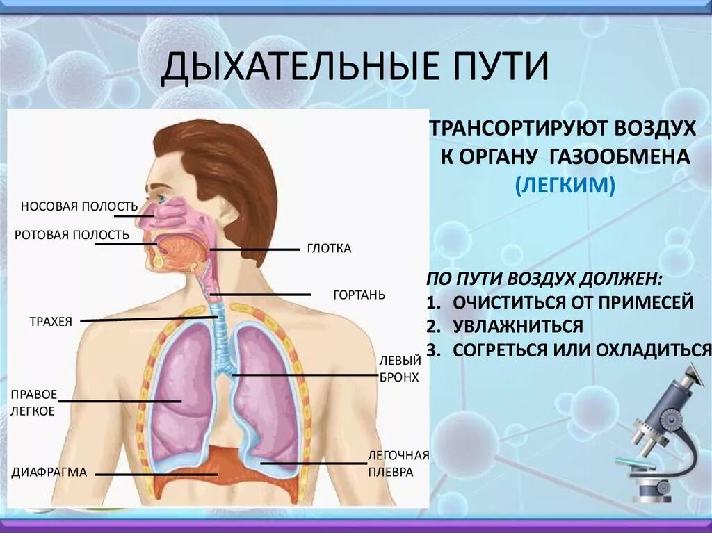 Воздух из гортани попадает в. Дыхательные пути. Дыхательная система человека. Дыхательная система рисунок. Легкие и дыхательные пути.