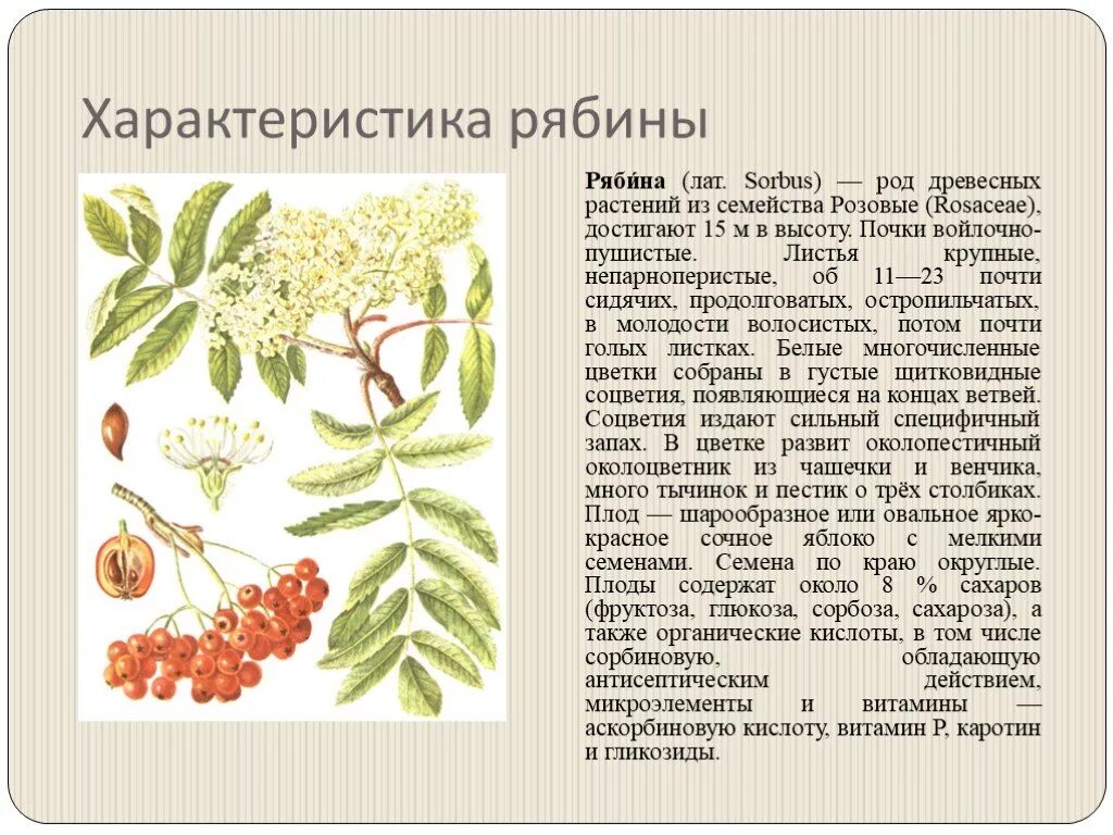 Тип листа рябины. Описание листа рябины. рябина обыкновенная листья. рябина обыкновенная строение листа.