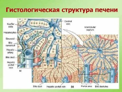 Собирательная вена печени
