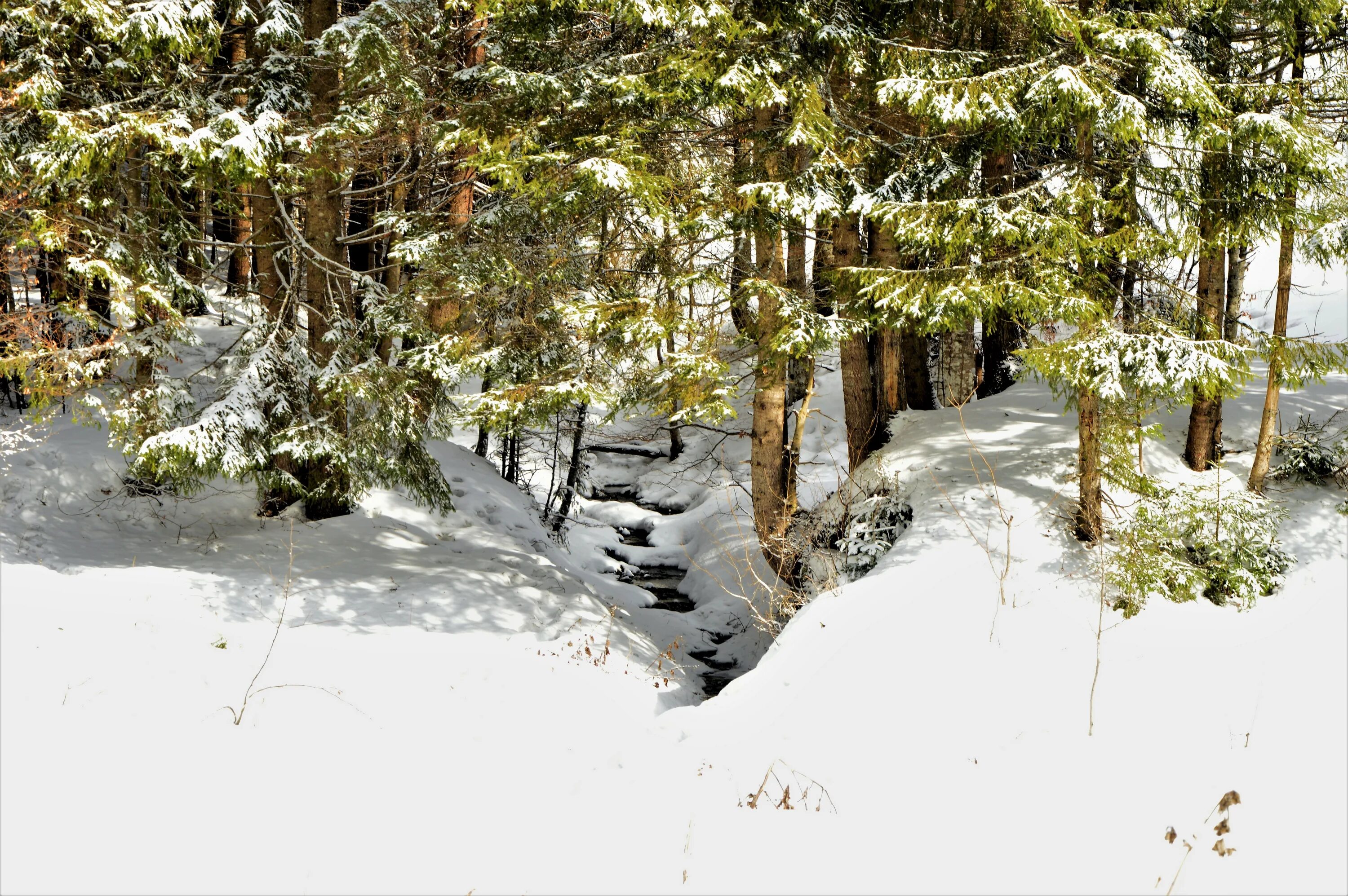 Под горкой снег снег. Сугробы в лесу. Лес заваленный снегом. Глубокий снег в лесу. Горка лес зима.