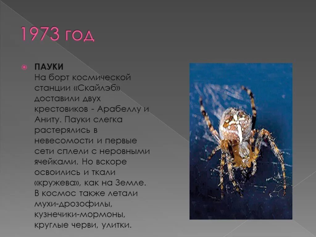 Пауки в космосе. Животные в космосе презентация. Животные в космосе презент. Пауки побывавшие в космосе. Volna org