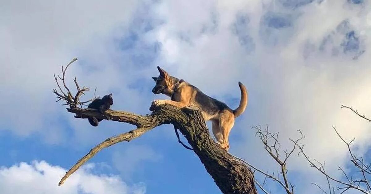 Кошка гонится. Кот на дереве. Собака на дереве. Собака догоняет кошку. Собака гонится за кошкой.