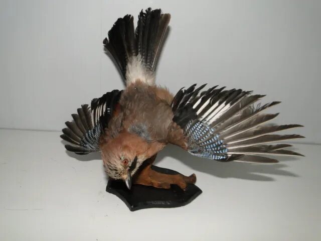 Чучело птицы. Птица чучела цветными карандашами. Чучело птицы своими руками. Как сделать чучело из птицы. Изготовление чучел птицы.