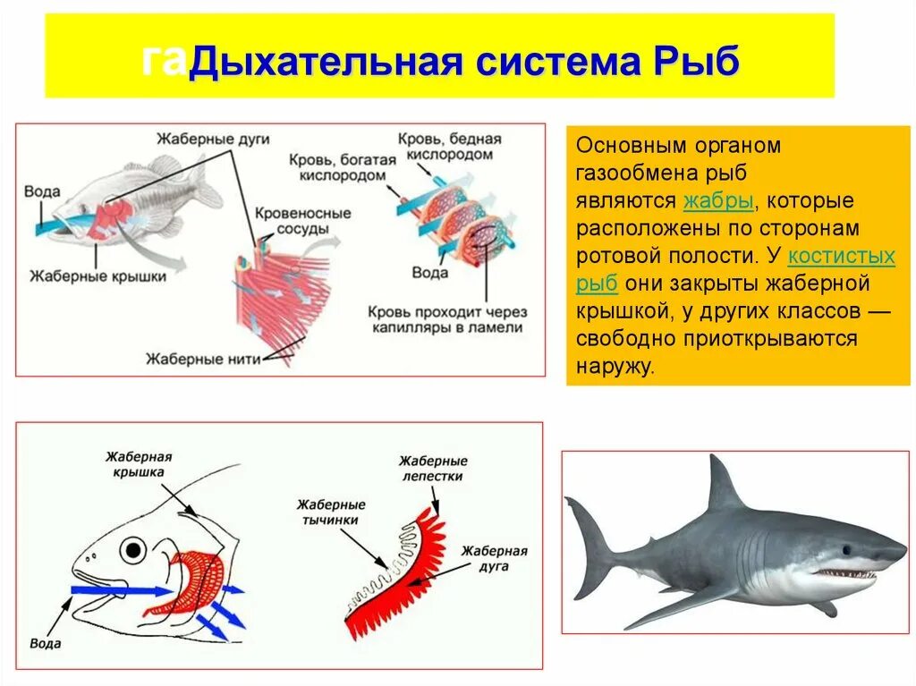 Дыхание рыб в воде. Строение лёгких рыб. Дыхательная система система у рыб строение. Жаберное дыхание у рыб. Строение органов дыхания рыб.