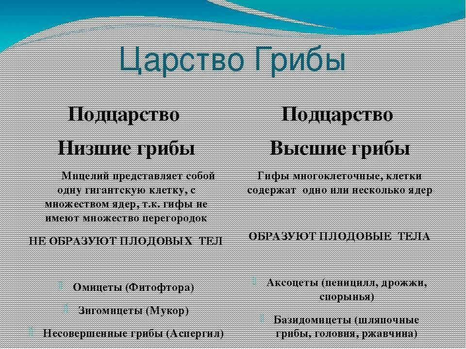 Различия были выше. Отличие высших грибов от низших. Высшие и низшие грибы отличия. Царство грибы Подцарство. Низшие грибы и высшие грибы отличие.