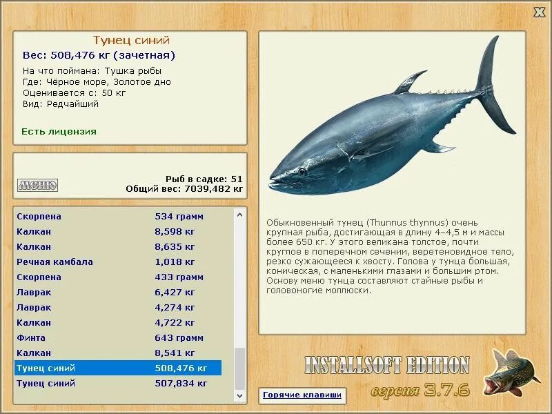 тунец вес рыбы. самый большой пойманный тунец. красноперый тунец. максимальный размер тунца. какой вес тунца.