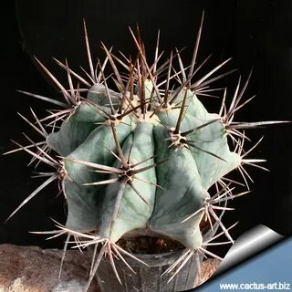 Кактус 10