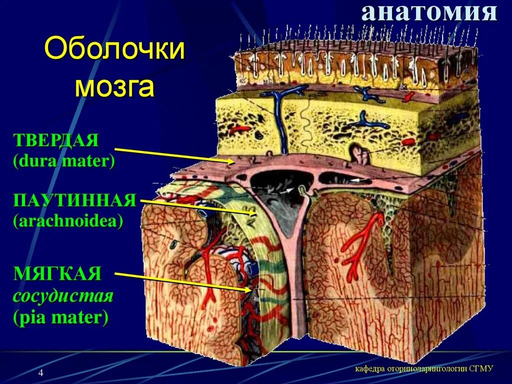 Внутренняя оболочка мозга. Паутинная оболочка и твердая мозговая оболочка. Паутинная оболочка головного мозга. Паутинная оболочка головного мозга анатомия. Паутинная и мягкая мозговые оболочки.