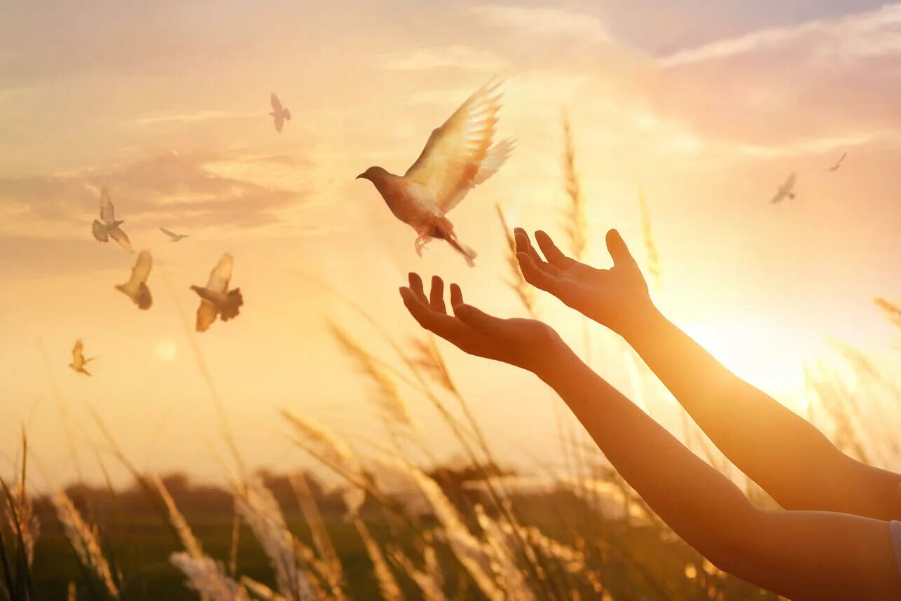 Дай девушке свободу. Силуэты счастливых людей. Красивая девушка в горах. Птица улетает с руки. Дай девушке свободу.