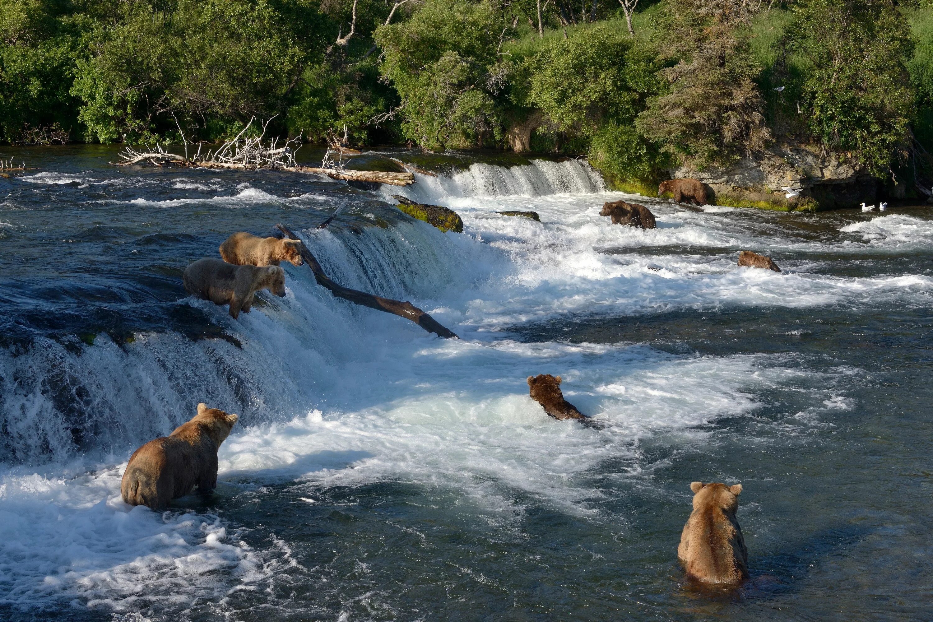 Национальный парк Катмай. Водопад Брукс Аляска. Катмай Брукс медведи. Национальный парк Катмай Аляска. Животные купаются