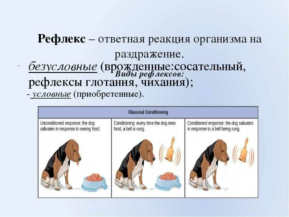 Безусловный рефлекс у собак. Рефлексы человека биология 8 класс. Безусловные рефлексы 8 класс. Безусловные рефлексы биология 8 класс. Рефлексы биология 8 класс примеры.