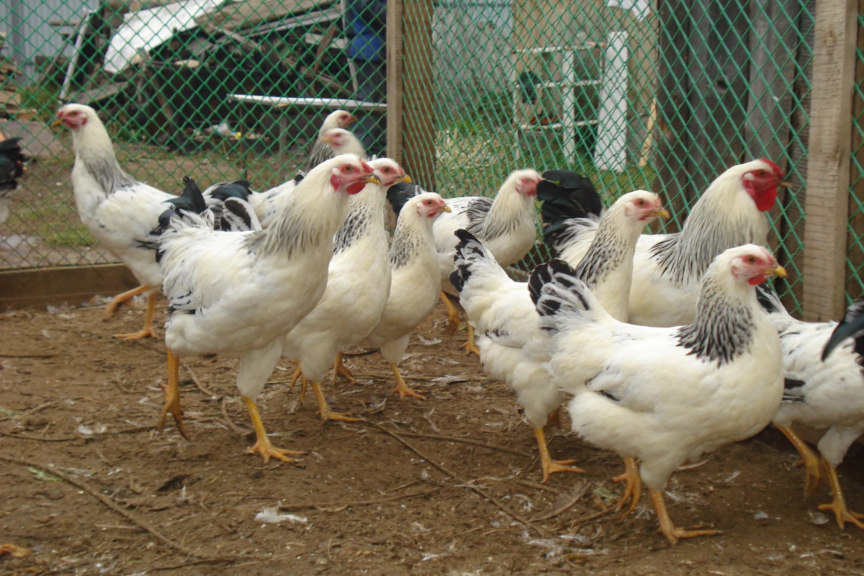 Куры серебристые адлеровские. Первомайская порода кур цыплята. Первомайские куры. Первомайская порода кур. Порода курей первомайская.