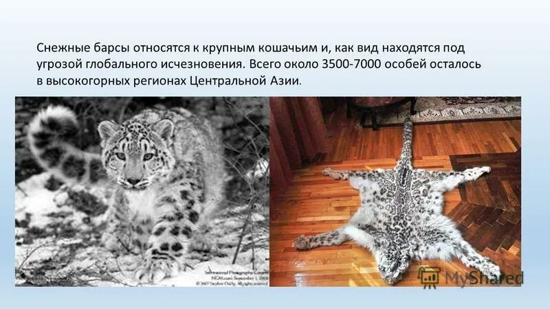 численность снежного барса в россии. леопард снежный барс ягуар. снежный барс (ирбис, снежный леопард). снежный барс окрас. • сагарматха снежный барс.