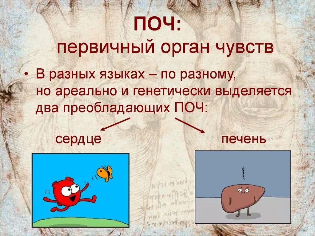 Поч поч. Кто такая почебрюшка. Поч поч поч поч не понимает. Поч игрор?.