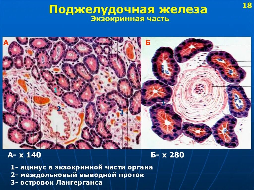 Железистые клетки печени вырабатывают. Строение поджелудочной железы гистология. Экзокринный отдел поджелудочной железы гистология. Строение клетки поджелудочной железы. Функции поджелудочной железы гистология.