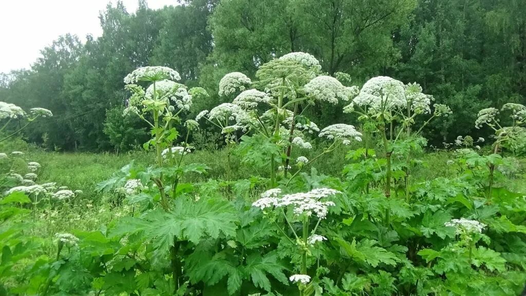 Борщевик полевой. Борщевик сосновского ядовитое растение. Борщевик ядовитое растение. Растение борщевик его. Борщевик тверская область.