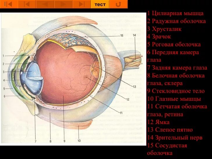 Как называется прозрачная часть белочной оболочки глаза. Строение белочной оболочки глаза. Белочная оболочка глаза анатомия. Белочнаоболочка глаза. Наружная белочная оболочка глаза.