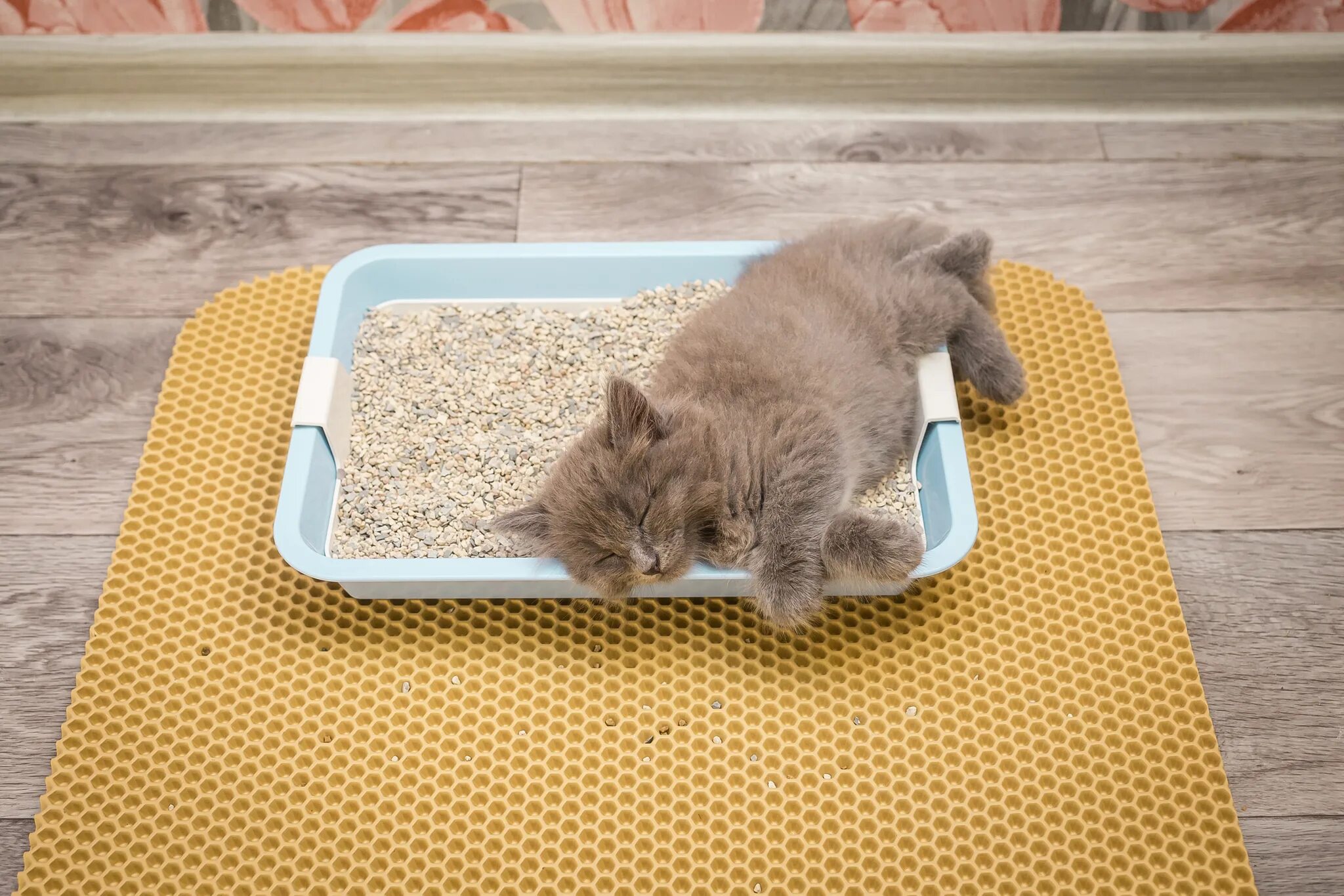 Кот в лотке. Наполнитель для туалета для котят. Лотки для кошек без наполнителя. Котенок в туалете. Кошки которые приучены к лотку.