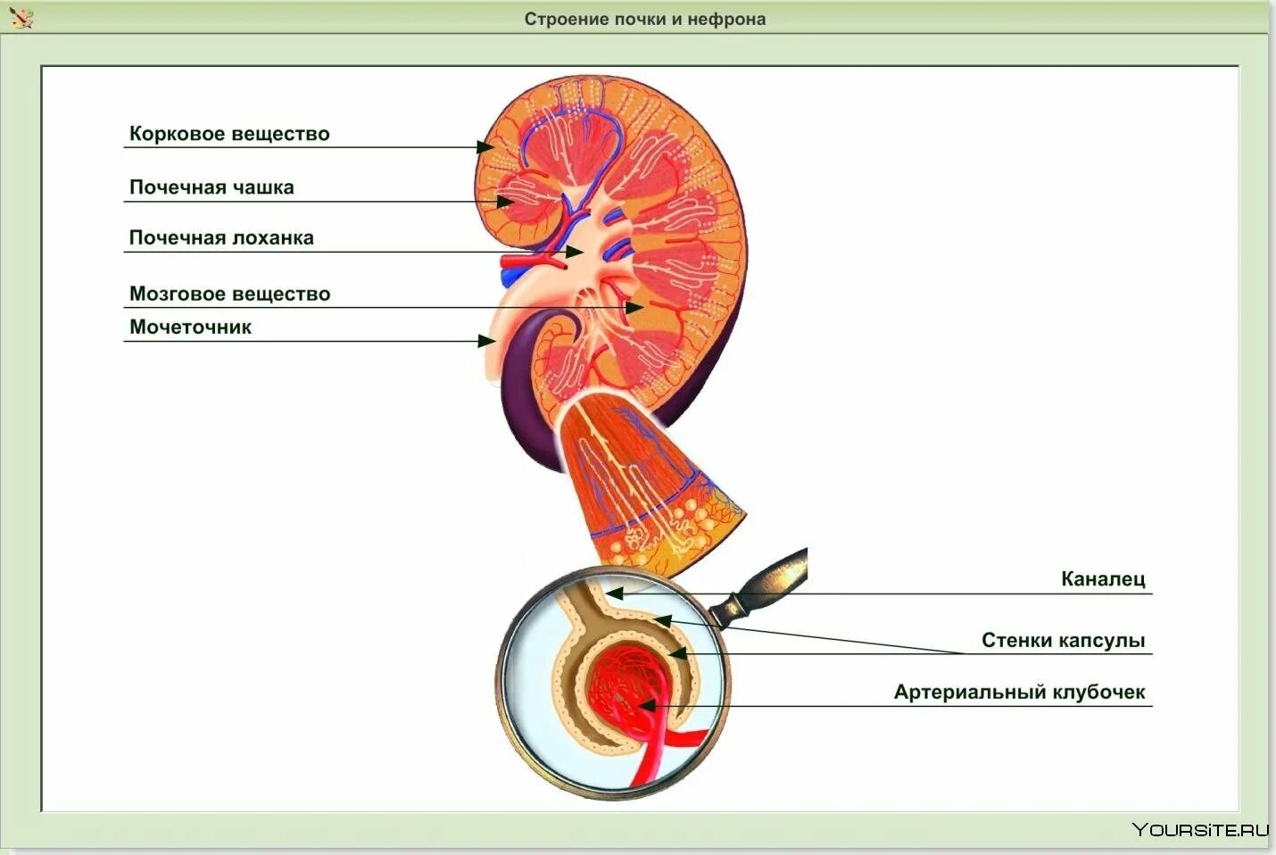 Почечная лоханка рисунок. Строение чашечки почки. Почечная лоханка мозговое вещество. Почечная лоханка строение анатомия. Строение клубочка почки человека.
