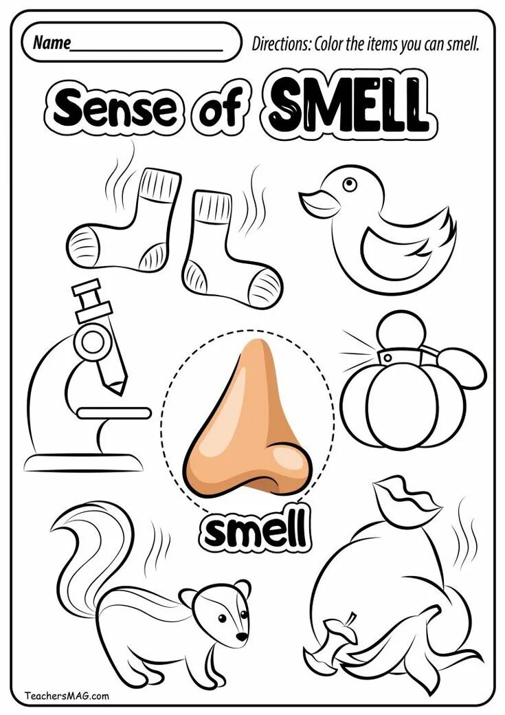 Sense of direction. Sense of smell worksheet. sense of smell worksheets for kids. 5 senses worksheets. senses worksheet.