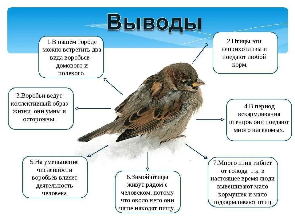 Птицы. Все о птицах. Разные виды птиц. Все о воробьях для детей. Воробей воробьи 2 класс русский язык