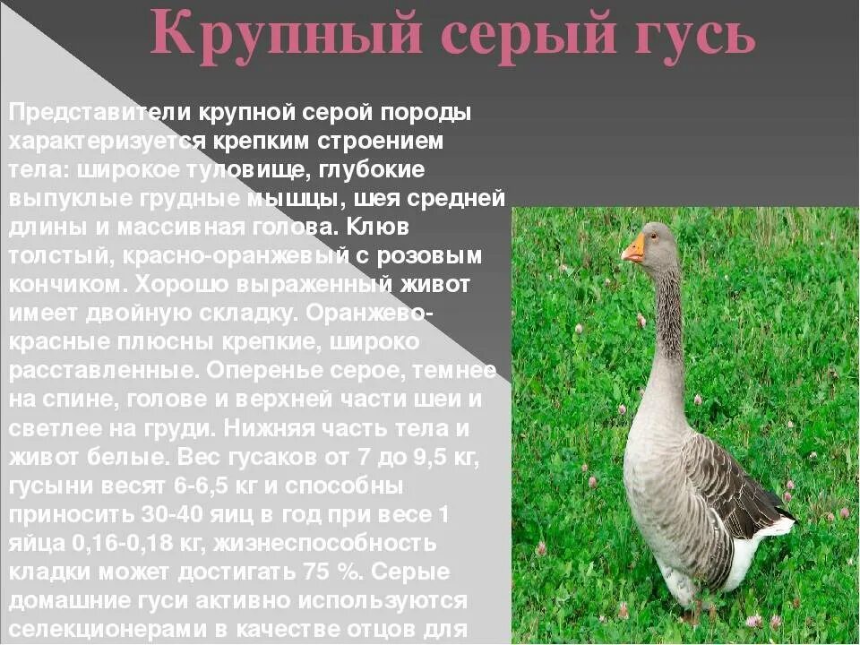 Самое главное гусь. Порода гусей Гергуль. Крупный серый Гусь. Крупная серая порода гусей. Крупный серый Гусь описание.