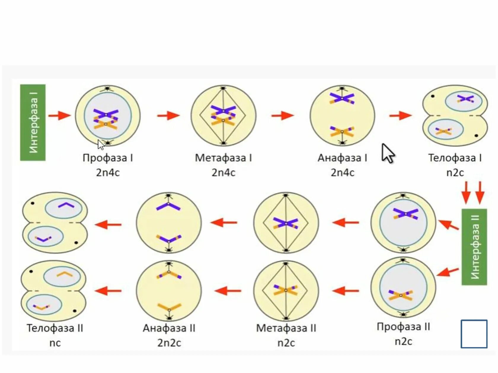 Телофаза мейоза 2. Стадии мейоза и митоза схема. Схемы фаз митоза и мейоза. Фазы деления мейоза. Митоз мейоз nc
