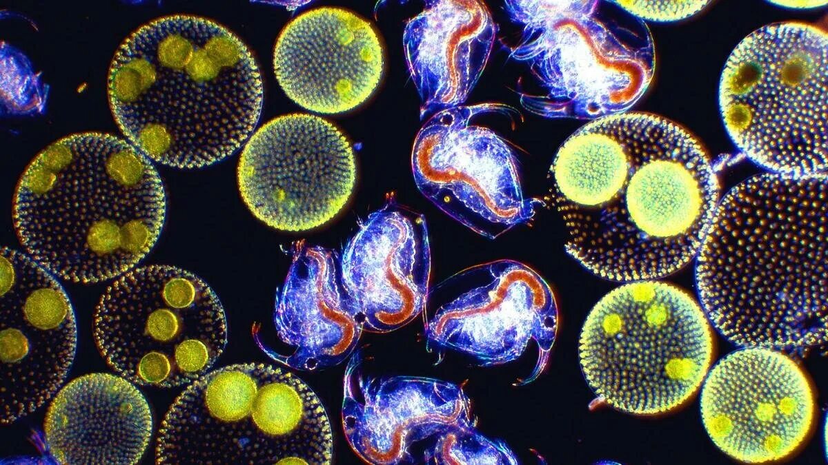 Планктонные водоросли фитопланктон. Планктон и фитопланктон. Планктон фото. Одноклеточный планктон.
